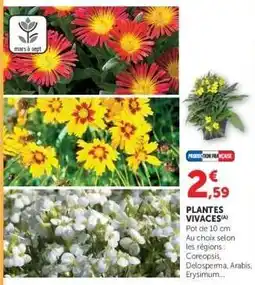 Hyper U Plantes Vivaces offre