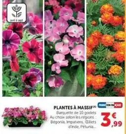 Super U Plantes à massif offre