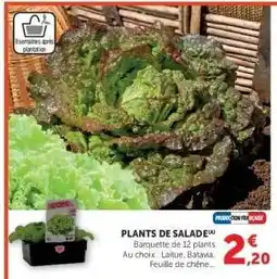 Super U Plants de salade offre