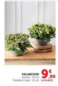 Super U Kalanchoé offre