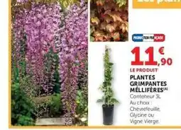 Super U PLANTES GRIMPANTES MELLIFÈRES offre