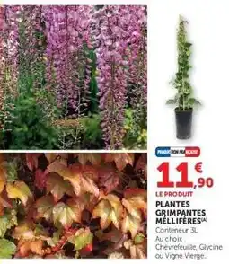 Hyper U PLANTES GRIMPANTES MELLIFÈRES offre