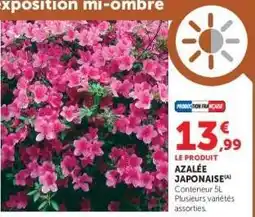 Super U Azalée Japonaise offre