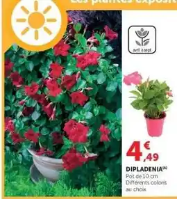 Super U Dipladenia offre