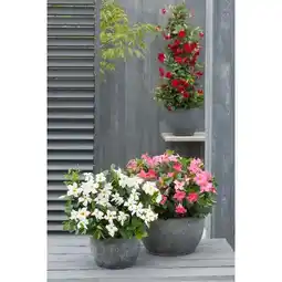 Carrefour Market Dipladenia offre