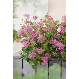 Carrefour Market Géranium lierre simple offre