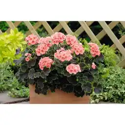 Carrefour Jardinière de géranium offre