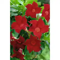 Carrefour Dipladenia offre