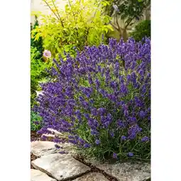 Carrefour Lavande angustifolia offre