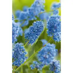 Carrefour Ma haie déco toute l'année offre