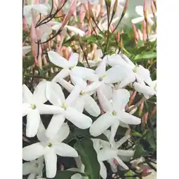 Carrefour Jasmin persistant offre