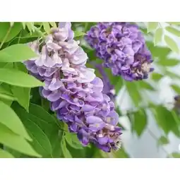 Carrefour Glycine amethyst falls offre