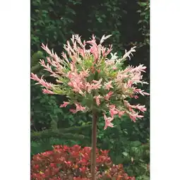 Carrefour Saule crevette offre