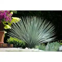 Carrefour Yucca rostrata offre