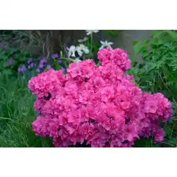 Carrefour Azalée offre