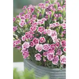 Carrefour Œillet offre