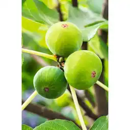 Carrefour Figuier offre