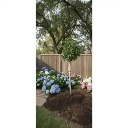 Carrefour Laurier rose sur tige offre