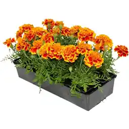 Carrefour Plantes à massif offre