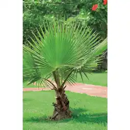 Carrefour Washingtonia robusta offre