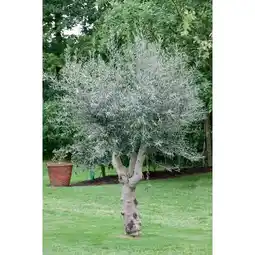 Carrefour Olivier offre