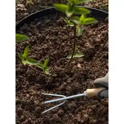 Carrefour Carrefour terreau universel uab offre