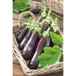 Carrefour Plants de légumes offre