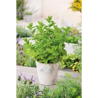 Carrefour Plantes aromatiques offre
