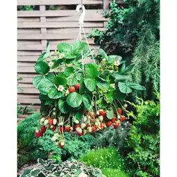 Carrefour Suspension de fraisiers offre