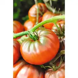 Carrefour Tomate bio 3l offre
