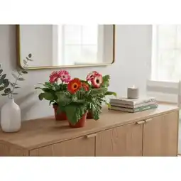 Carrefour Gerbera offre