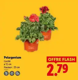 Lidl Flash - pelargonium offre