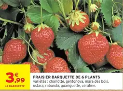 Intermarché Hyper Fraisier barquette de 6 plants offre