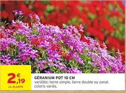 Intermarché Hyper Géranium pot offre