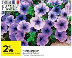 Carrefour Market Plante à massif offre