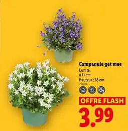 Lidl Campanule get mee offre