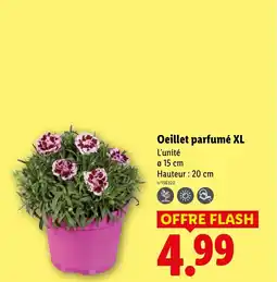 Lidl Oeillet parfumé XL offre