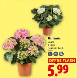 Lidl Hortensia offre