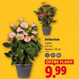 Lidl Anthurium offre