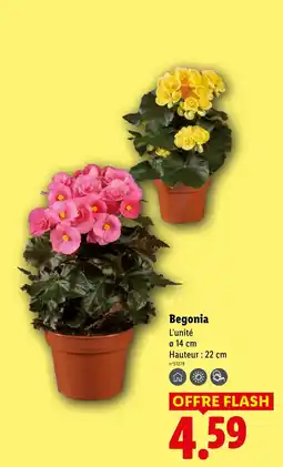 Lidl Begonia offre