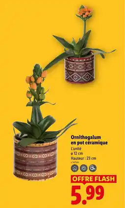 Lidl Ornithogalum en pot céramique offre