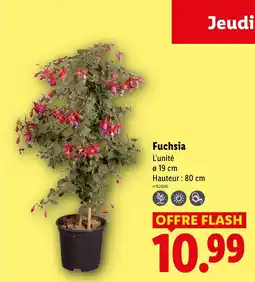 Lidl Fuchsia offre