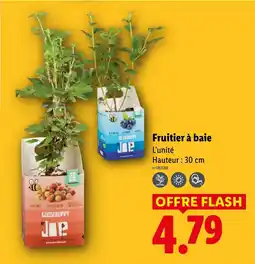 Lidl Fruitier à baie offre