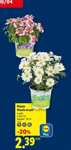 Lidl Plante fleurie en pot offre