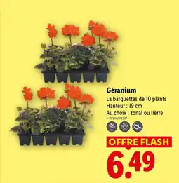 Lidl Géranium offre