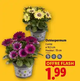 Lidl Ostéospermum offre