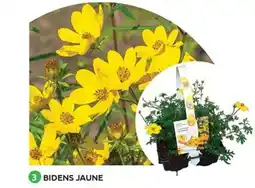 Mr Bricolage Bidens jaune offre