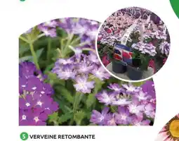 Mr Bricolage Verveine retombante offre