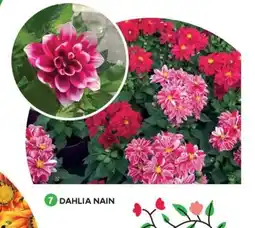 Mr Bricolage Dahlia nain offre