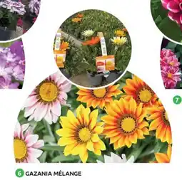 Mr Bricolage Gazania mélange offre